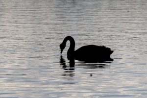black swan swimming on lake